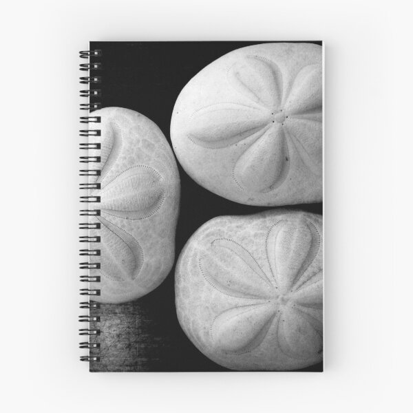Item preview, three sea biscuits designed and sold by Leeanne Middleton.