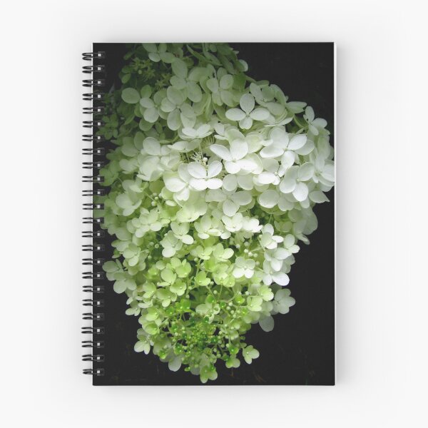 Item preview, white hydrangea designed and sold by Leeanne Middleton.