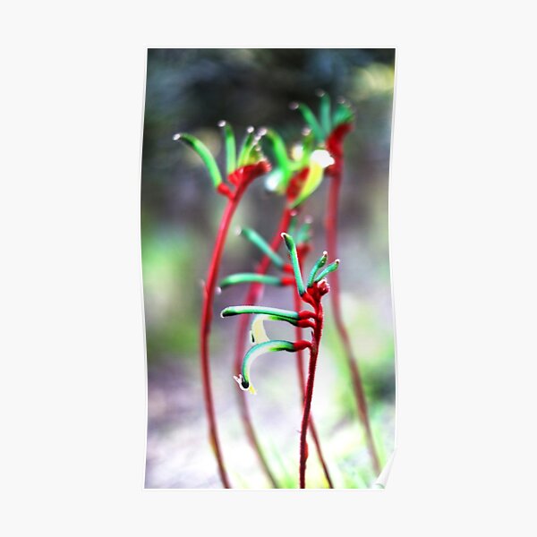 Kangaroo Paws stand tall in spring Poster