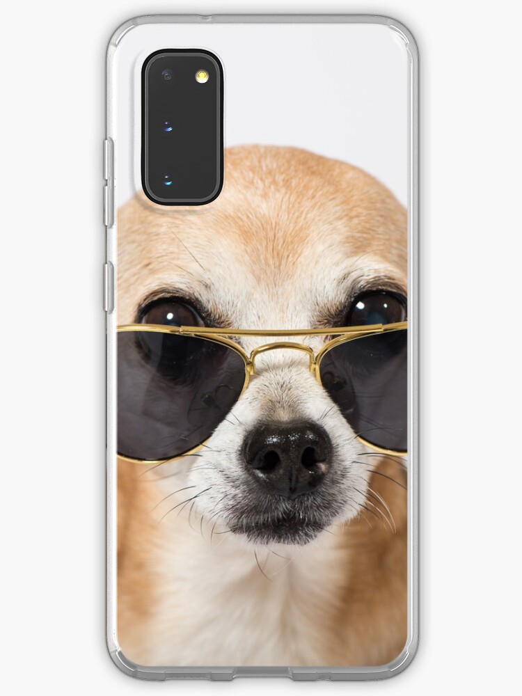 chihuahua sunglasses