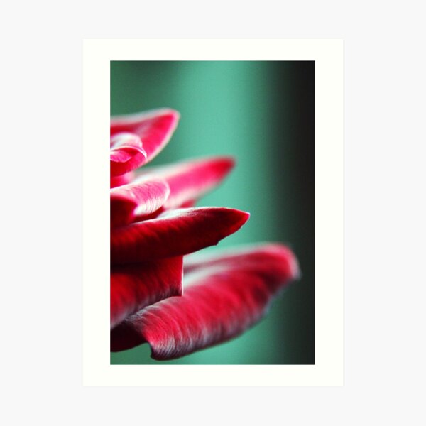 Red rose macro picture Art Print