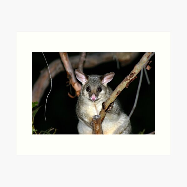 Item preview, © Australian brushtail possum designed and sold by GeoPipics.