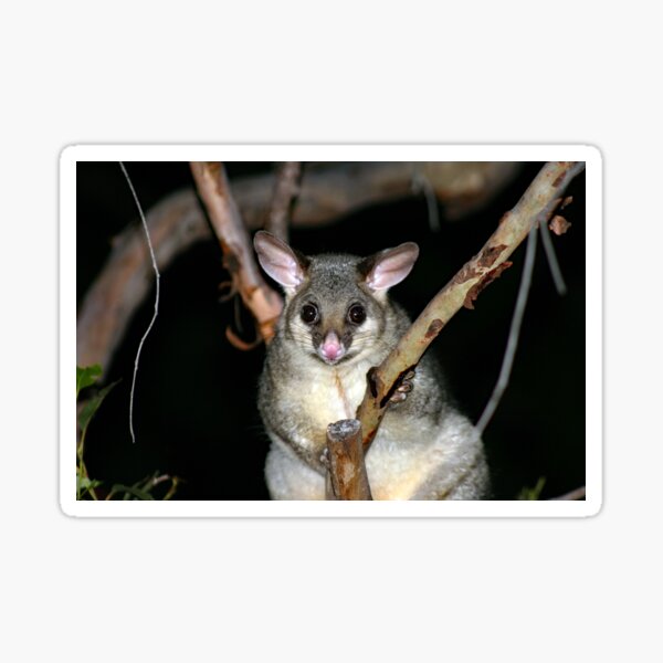 © Australian brushtail possum Sticker