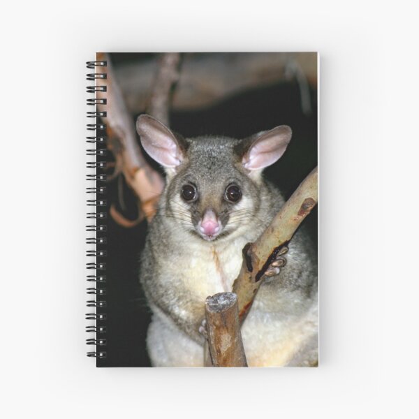 © Australian brushtail possum Spiral Notebook