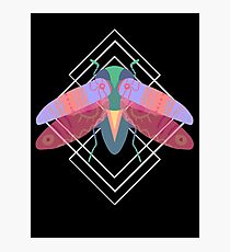 Insect Photographic Print