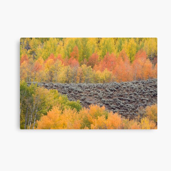 Bands of Fall Color Canvas Print