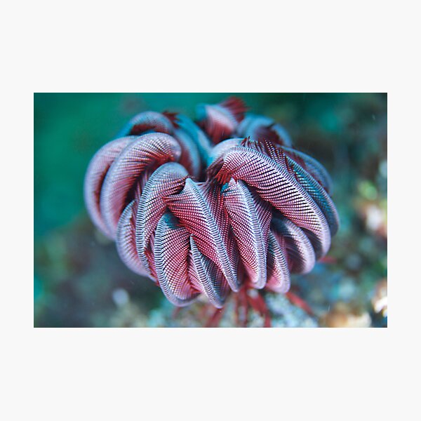 Starfish Rose Photographic Print