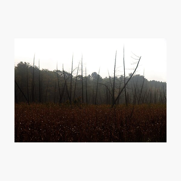 Skeletons Photographic Print
