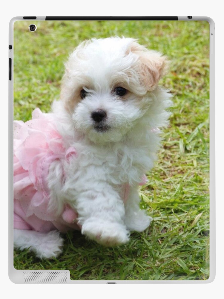 maltese poodle puppies