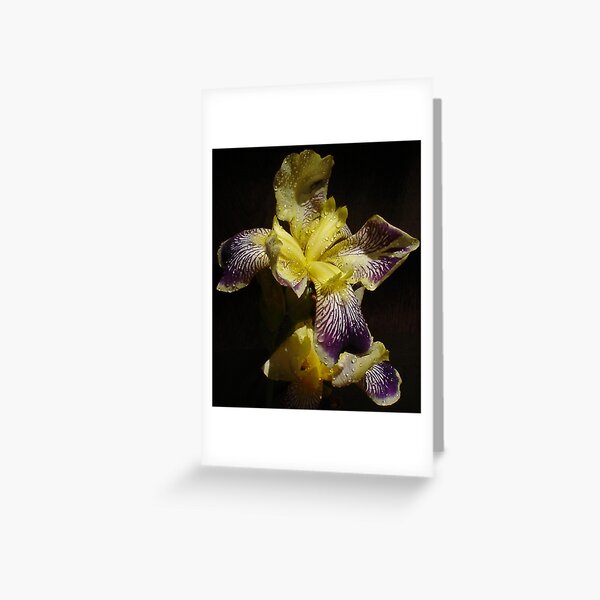 Untitled Greeting Card