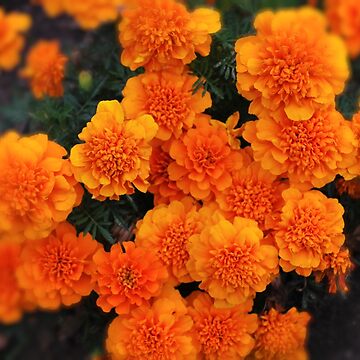 Artwork thumbnail, Mexican marigold flower by santoshputhran