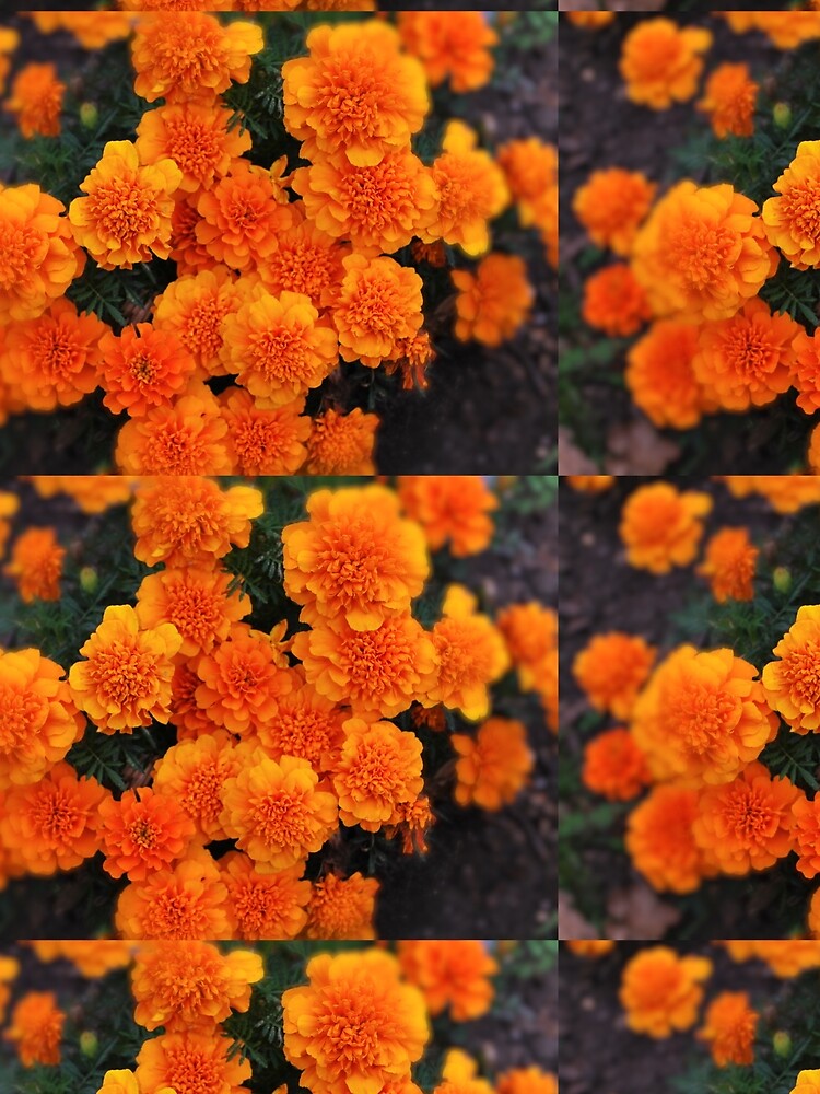  Mexican marigold flower by santoshputhran