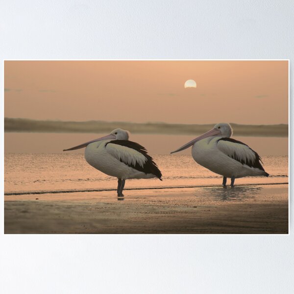 Pelican Sunrise Poster