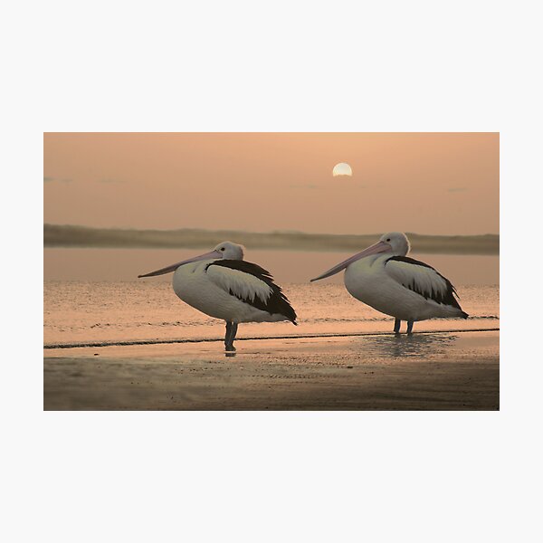 Pelican Sunrise Photographic Print