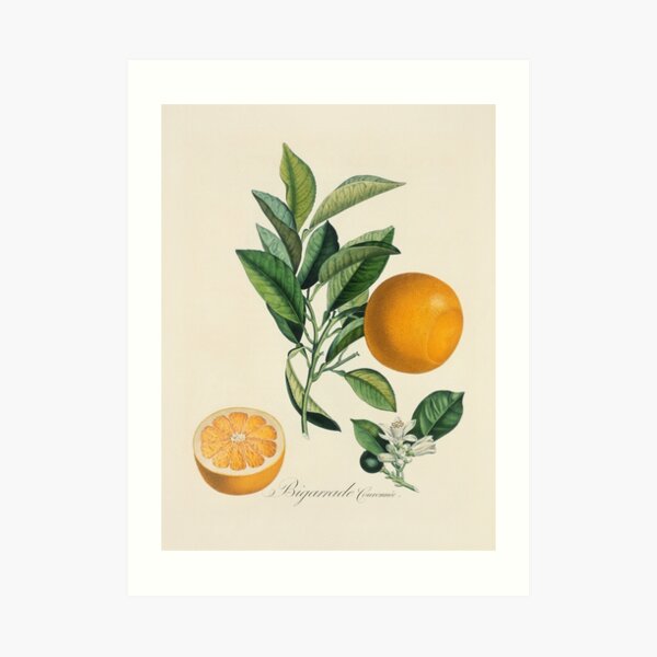 Kitchen, Fruit, Vintage, Typography, Quote, Home, Scandinavian Art Print