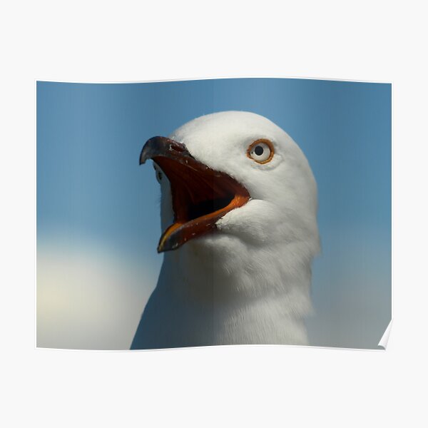 SeaGull Poster
