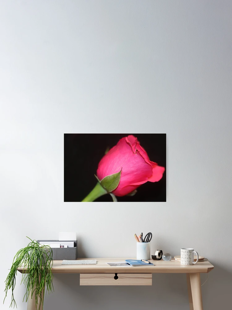 Thumbnail 2 of 3, Poster, Red Roses Design designed and sold by Amymint.