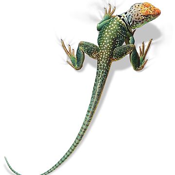 Artwork thumbnail, Collared Lizard by Salmoneggs