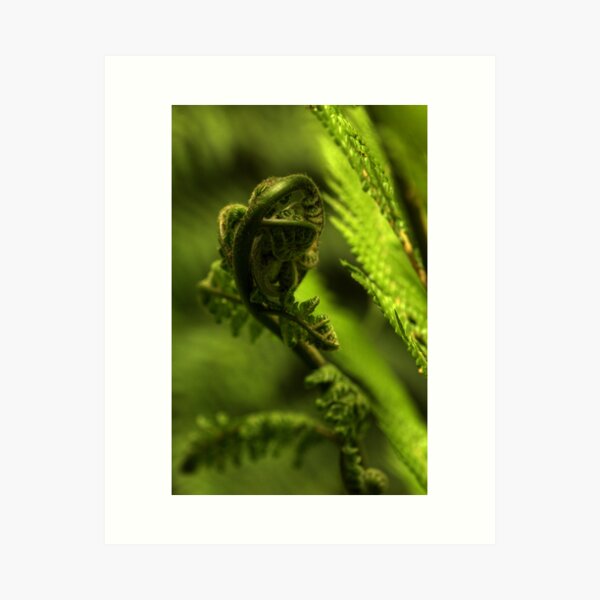 Item preview, Fern tree frond designed and sold by bonsta.