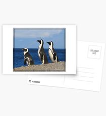 Penguins at Boulder Bay Postcards