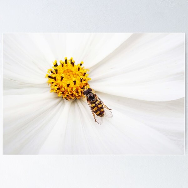 Item preview, Dining al fresco - insect on flower designed and sold by Agnes McGuinness.