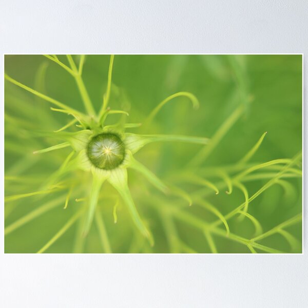 Item preview, Tenderly green - a little bud designed and sold by Agnes McGuinness.