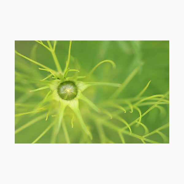 Item preview, Tenderly green - a little bud designed and sold by Agnes McGuinness.