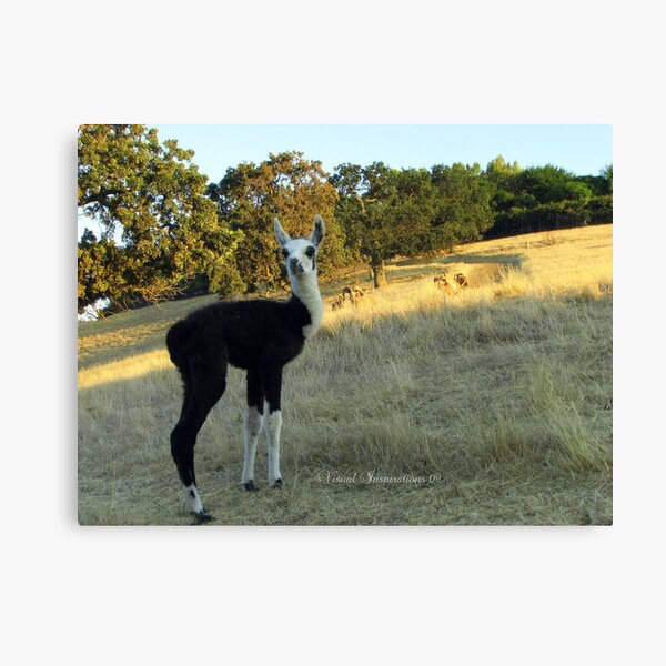Baby Oreo Canvas Print