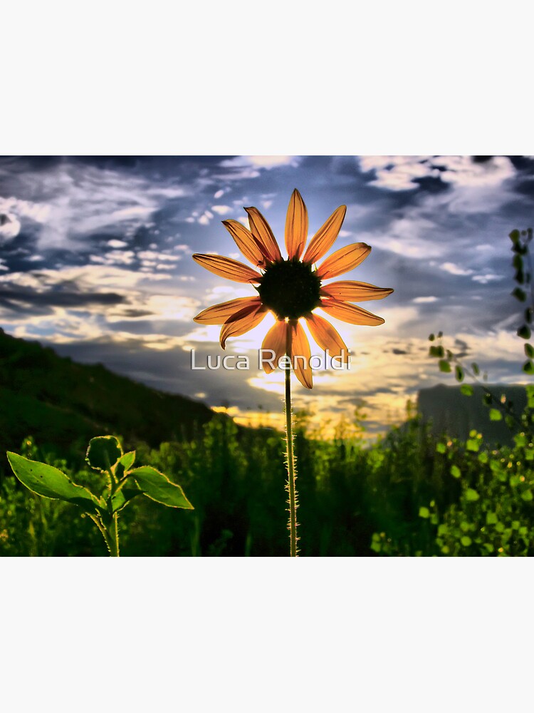 Thumbnail 3 of 3, Canvas Print, Solar Eclipse designed and sold by muratodentro.