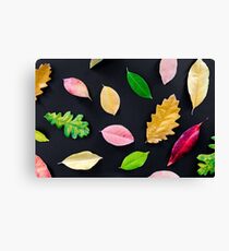 Autumn Fall Beautiful and Colorful Leafs Canvas Print