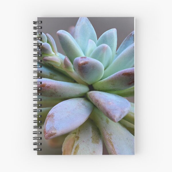 Item preview, Succulent 11 Square designed and sold by Carolyn's Captures - Original Photohgraphy.