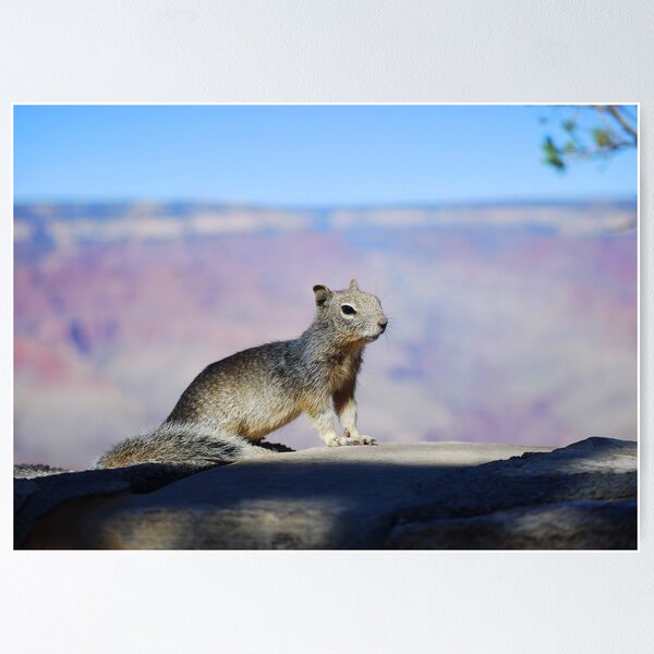 Item preview, Rock Squirrel at the Grand Canyon designed and sold by Catherine Sherman.