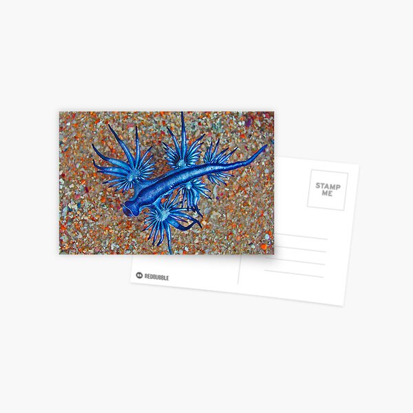 Glaucus Atlanticus Postcard
