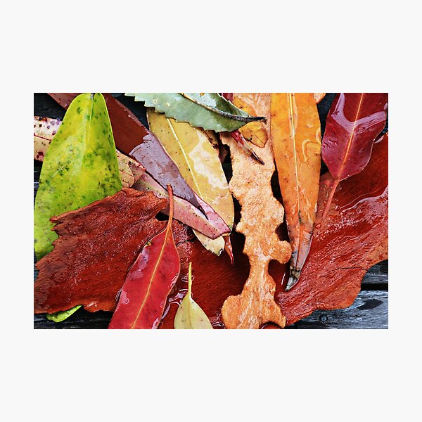 Item preview, Autumn Gum leaves designed and sold by Carolyn's Captures - Original Photohgraphy.