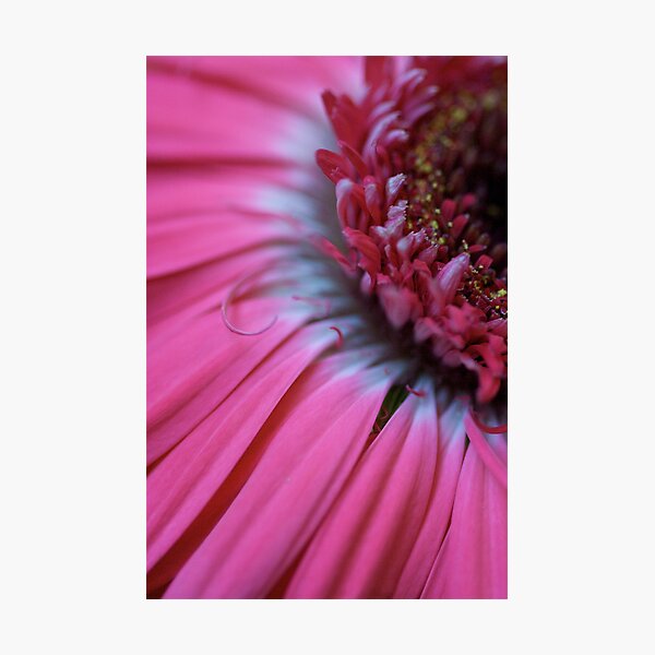 pink daisy Photographic Print