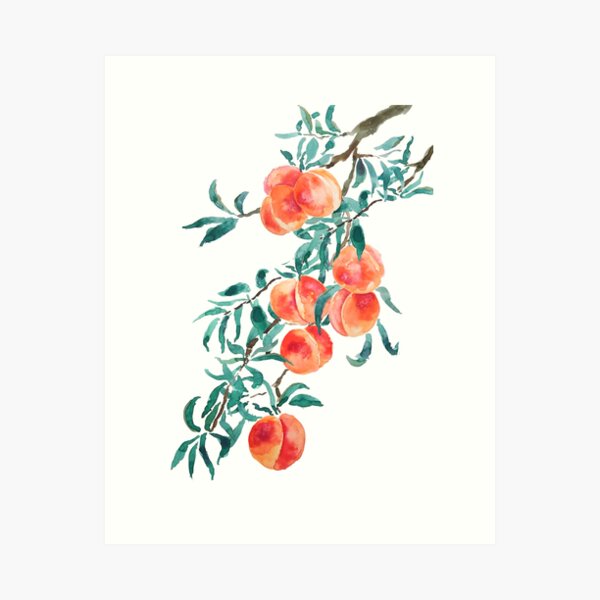 Peach Fruit Art Prints for Sale