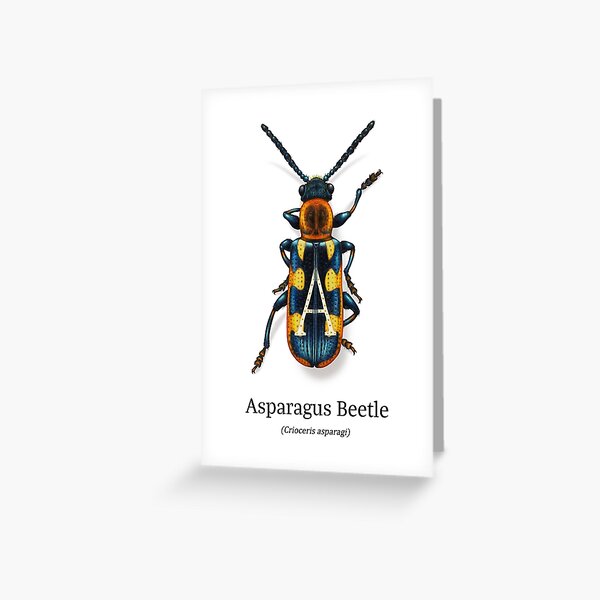 AlphaBeetles - A - Asparagus Beetle Greeting Card