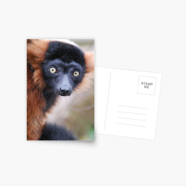Red Ruffed Lemur Postcard