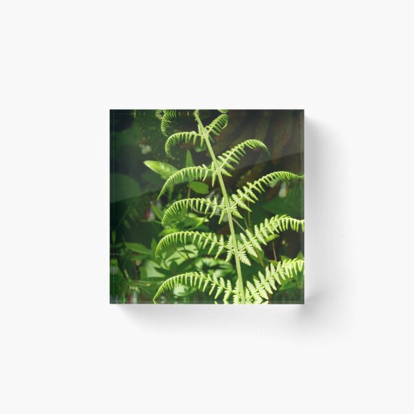 Item preview, Fern Frond. designed and sold by Woodie.