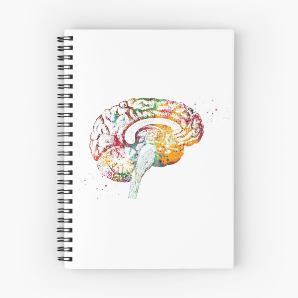 Item preview, Brain anatomy cross section designed and sold by Liededrom..