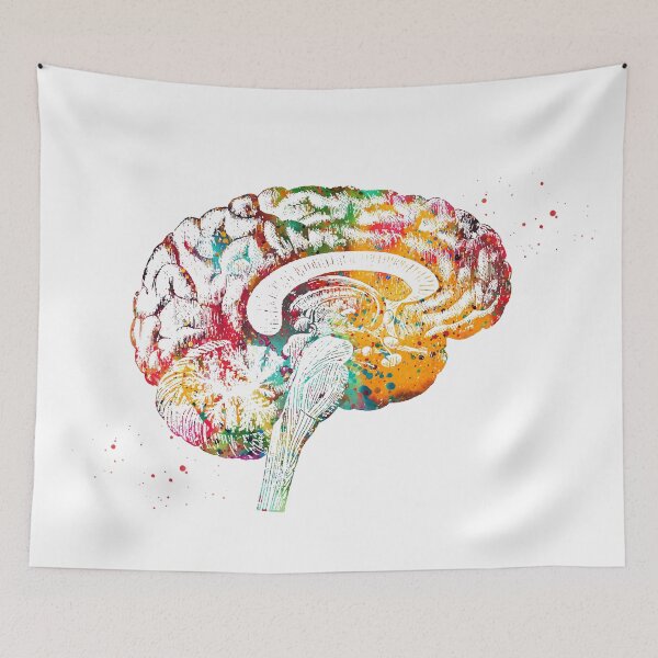 Item preview, Brain anatomy cross section designed and sold by Liededrom..