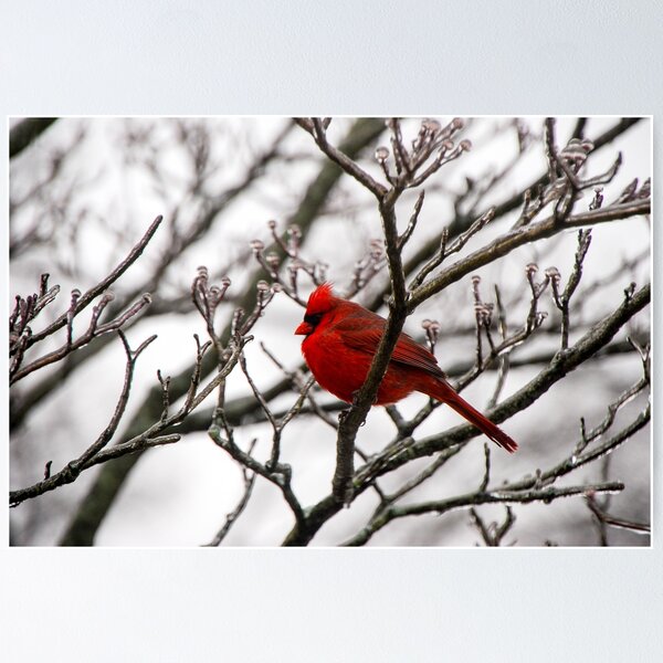 Item preview, Winter Cardinal - Icy Tree designed and sold by mcstory.