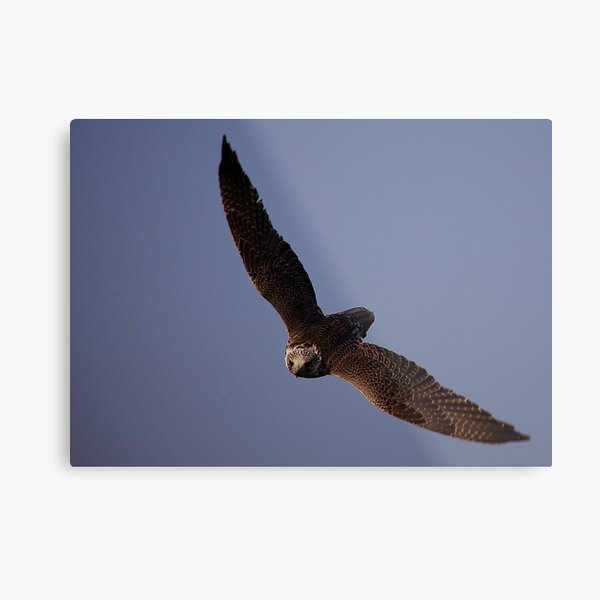 Aperçu de l'œuvre  aussi épeautre gerfalcon créée et vendue par Anne-Marie Bokslag.