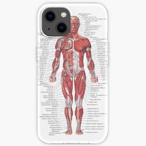 Muscular System of the Human Body iPhone Soft Case