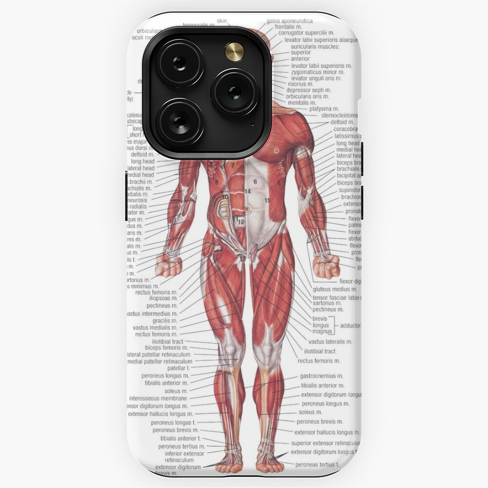 Muscular System of the Human Body iPhone Case for Sale by