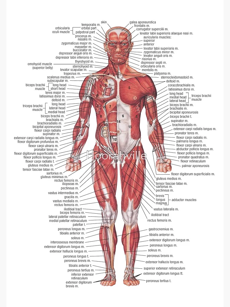 Chest Anatomy - Human Body Hardcover Journal for Sale by Hoorahville