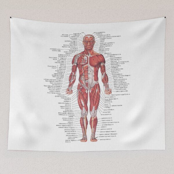 Item preview, Muscular System of the Human Body designed and sold by Hoorahville.