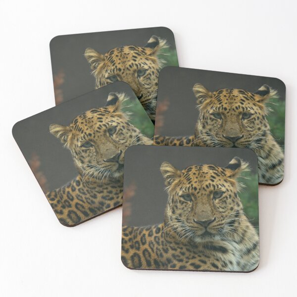 Item preview, Young Amur Leopard designed and sold by rawshutterbug.