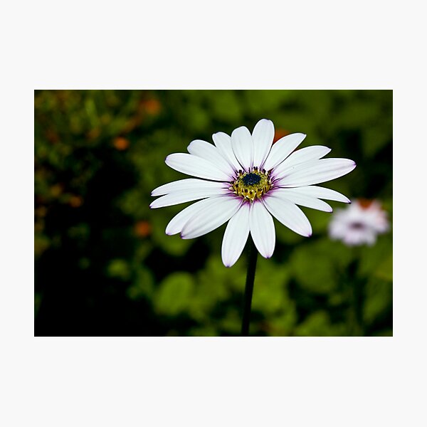 Item preview, The Flower designed and sold by robdavies.
