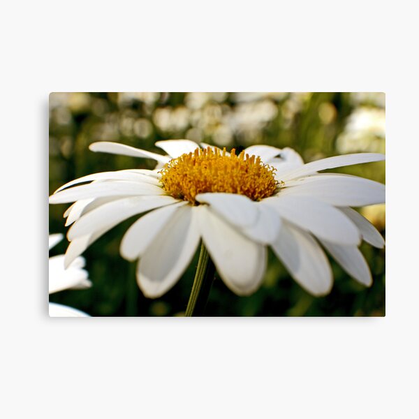 Daisy-Up Canvas Print